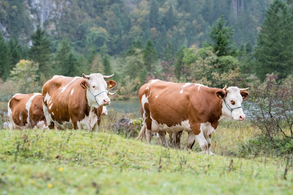 Határozatlan időre bezárták az állatsimogatót a fővárosi állatkertben