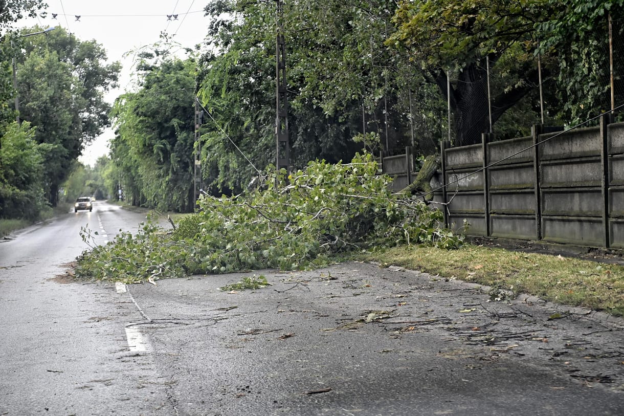 Kidőlt fákat hagyott maga után a több vármegyén átsöprő vihar