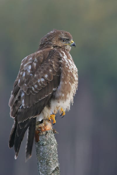 Külön figyelnek idén az egerészölyvre
