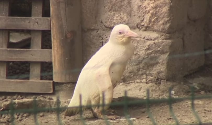 Albínó pingvin kelt ki a gdanski állatkertben
