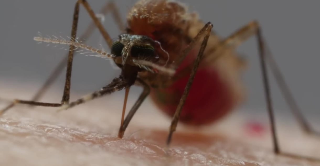 Káros szúnyogok és kullancsok az országban – így segíthetünk az inváziós fajok feltérképezésében – videó