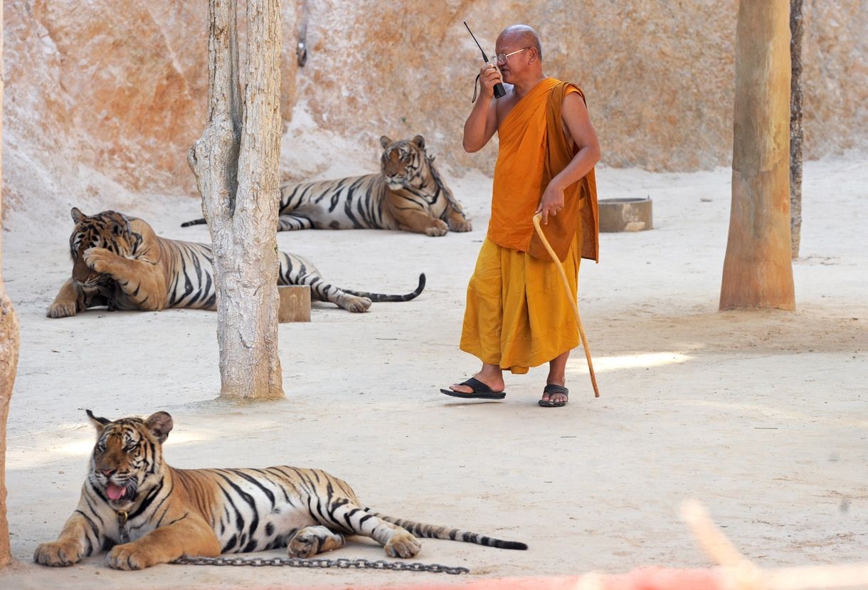 Elviszik a nagymacskákat a híres thaiföldi Tigris Templomból