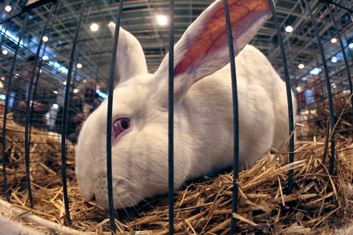 Élő rádióadásban öltek meg egy kilenchetes nyulat
