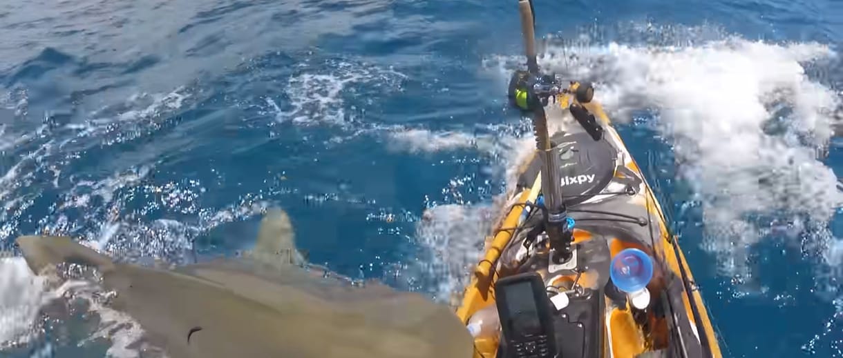 Videón, ahogy tigriscápa támad egy kajakra Hawaii közelében