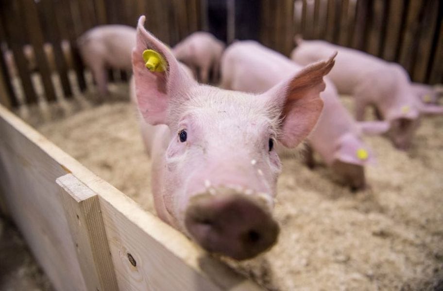 26 emeletes kínai sertésfarm épült, évente 1,2 millió disznót dolgozhat fel