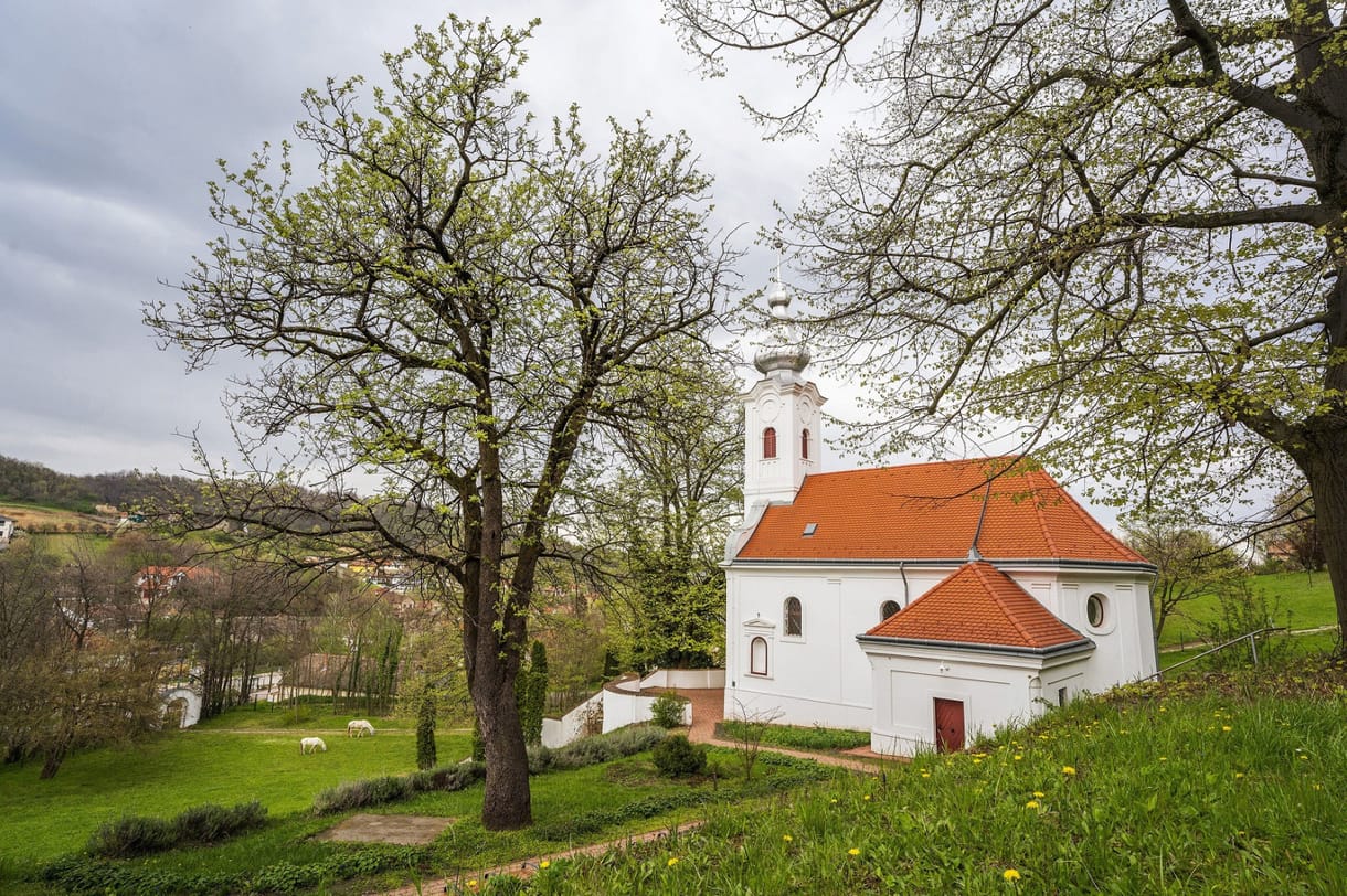 Szekszárdi berkenye lett az Év fája