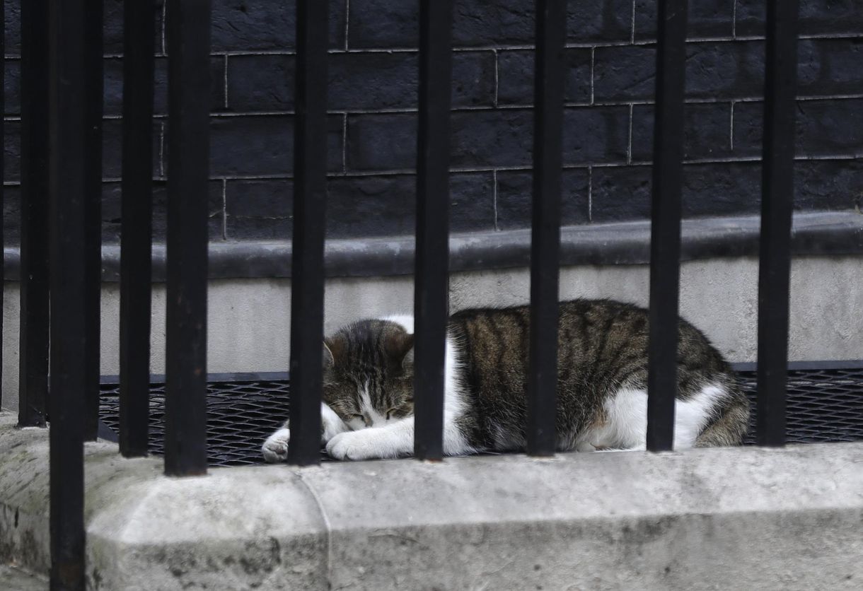 Kamerák előtt kergetett meg egy galambot a Downing Street macskája