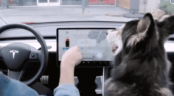 Nagy mágus Elon Musk, mostantól a kutyák is imádni fogják