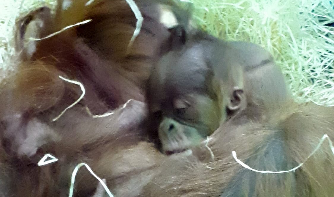 Újabb orangutánbébi született Budapesten, a szerencsések meg is pillanthatják