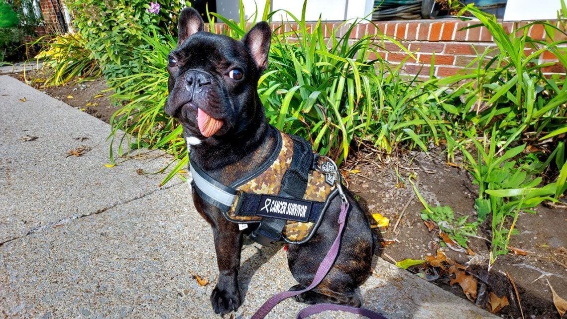 Az orvostudomány történetében először: kiműtöttek egy darabot az állkapcsából, de az magától visszanőtt egy francia bulldognak