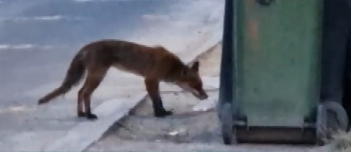Kukából lakmározó rókát vettek videóra egy soproni lakótelepen
