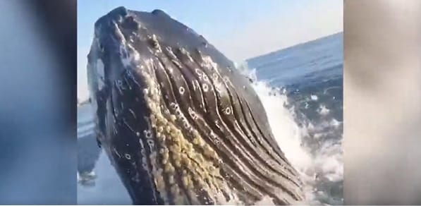 Nagyon meglepődött a halász, amikor egy bálna nekicsapódott a hajójának – videó