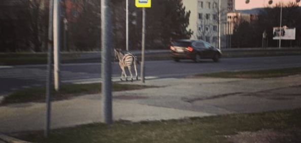 Átment a zebrán egy zebra Nyitrán