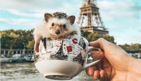 Bejárta a nagyvilágot ez a cuki sünike, most búcsút kell venni tőle