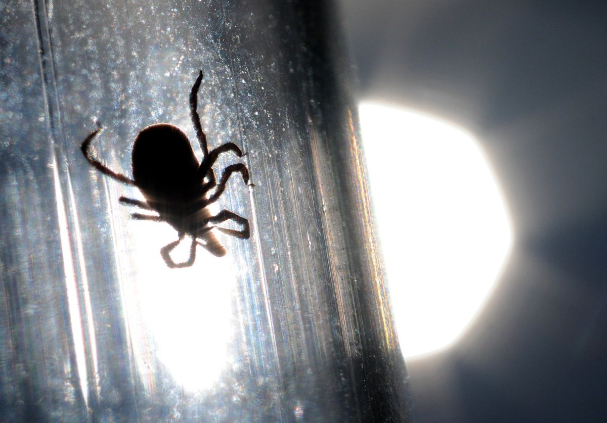 Klímaváltozás nélkül ma háromból két embernek nem lenne Lyme-kórja