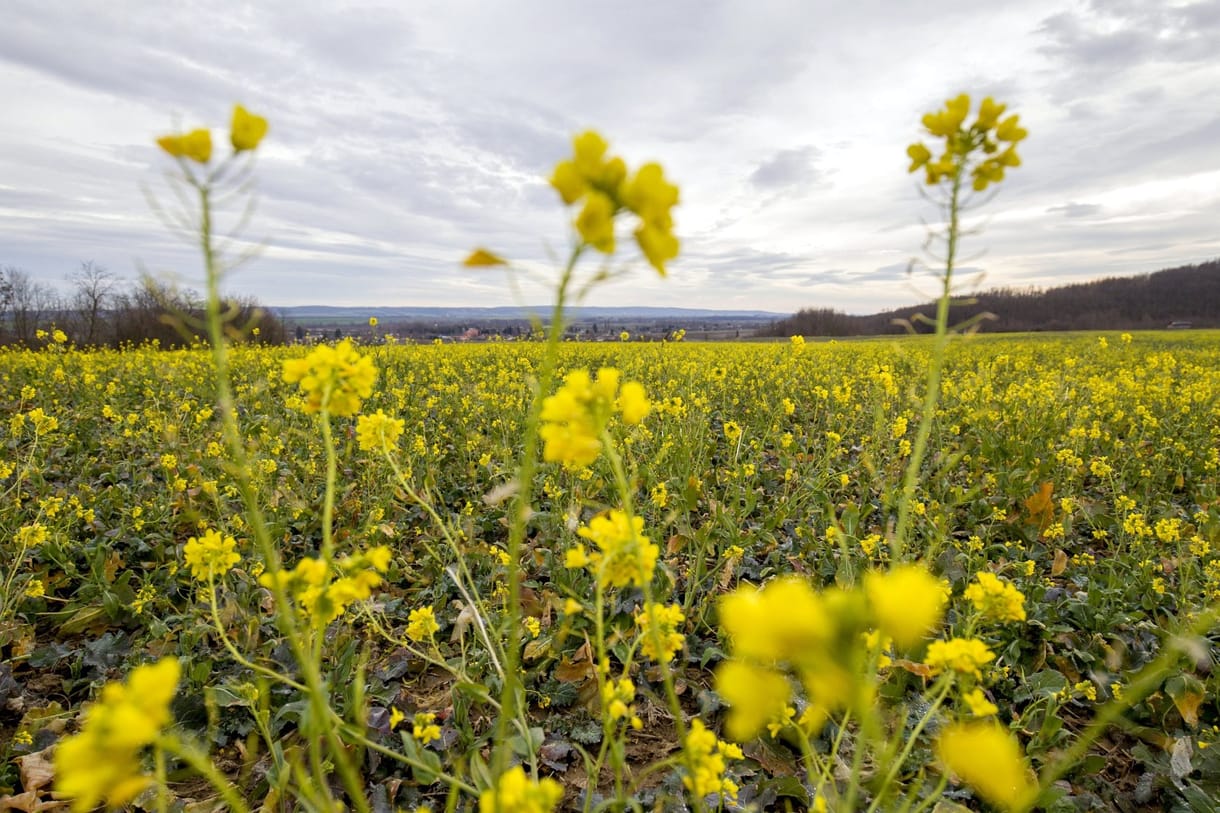 Darazsak segíthetnek a vegyszermentes repcetermesztésben