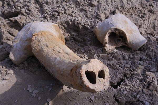 Ősbölényt találtak a szegedi lézerközpont építésénél - fotók