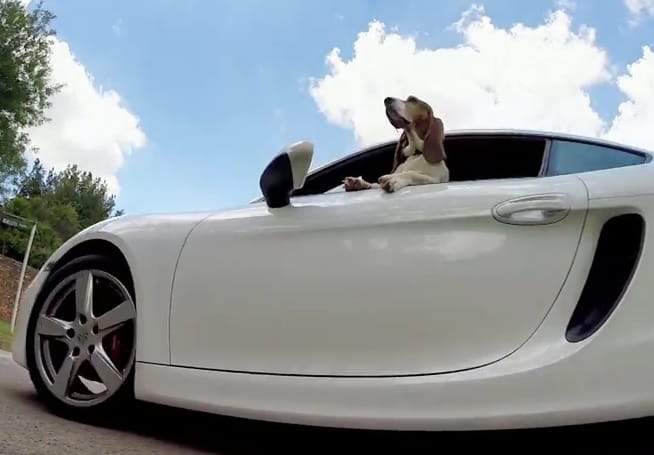 Columbo kutyája egy Porschében lobogtatja a pofazacskóját – videó
