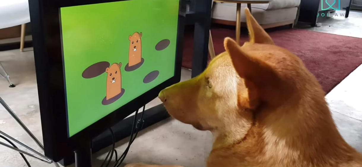 Létezik érintőképernyős videójáték kutyáknak, jutalomfalatot érnek a pluszpontok