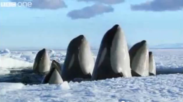 Így búcsúzik a BBC-től a legendás David Attenborough (videó)