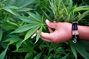 Nézőpont: Másfél millió ember támogatná a marihuána legalizálását Magyarországon