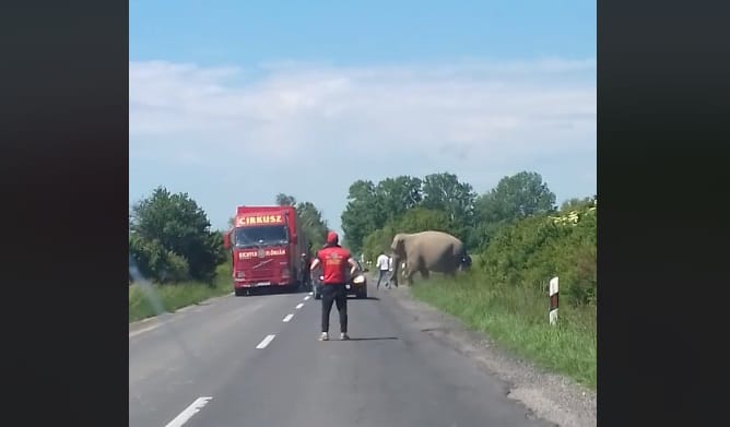 Elefánt sétálgatott a 6-os főúton