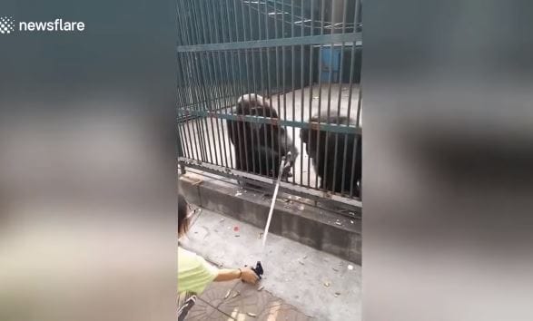 Egy csimpánz lopott egy szelfibotot, de a társa visszaadta (videó)