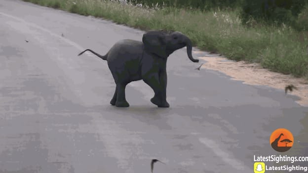 A madarakkal játszadozó kiselefántnál ma már nem lesz cukibb - videó
