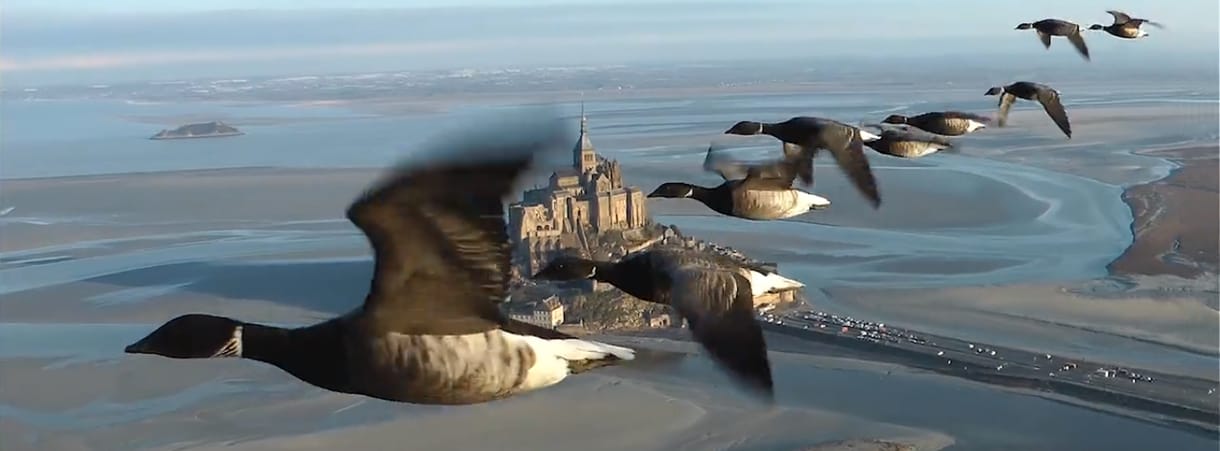Páratlan felvételeket készít a madarak vonulásáról egy férfi – videó
