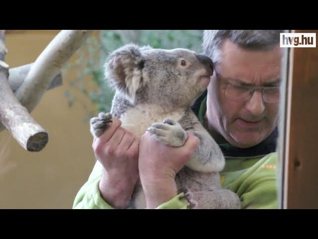 L. Simonnak nincs viszonya a koalákkal, Tarlós inkább delfin lenne - videó