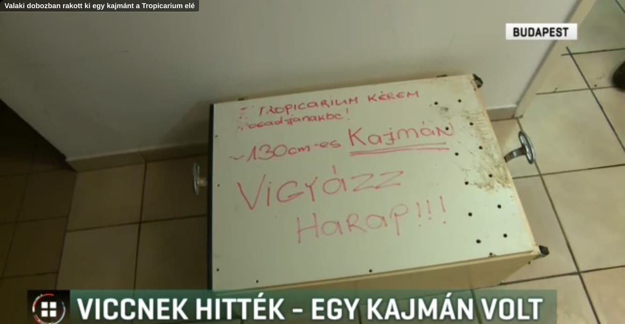 Valaki csak úgy ott hagyott egy kajmánt a Tropicarium előtt