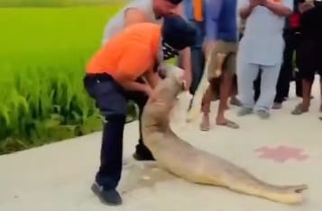 Videón, ahogy indiai férfiak meg akartak menteni egy antilopot, amelyet egészben lenyelt egy piton – de hiába