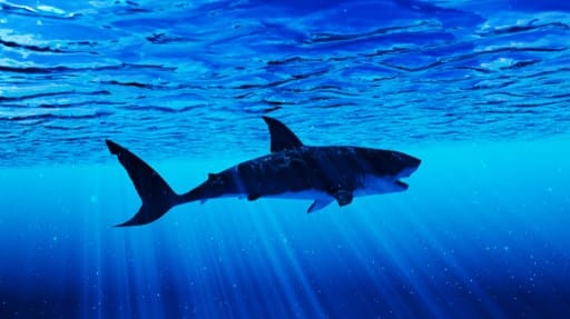 Három cápa mart halálra egy amerikai turistát a Bahamákon
