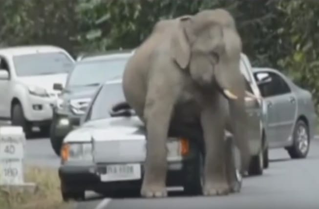 És ön mit csinálna, ha az autójára ülne egy elefánt? - videó