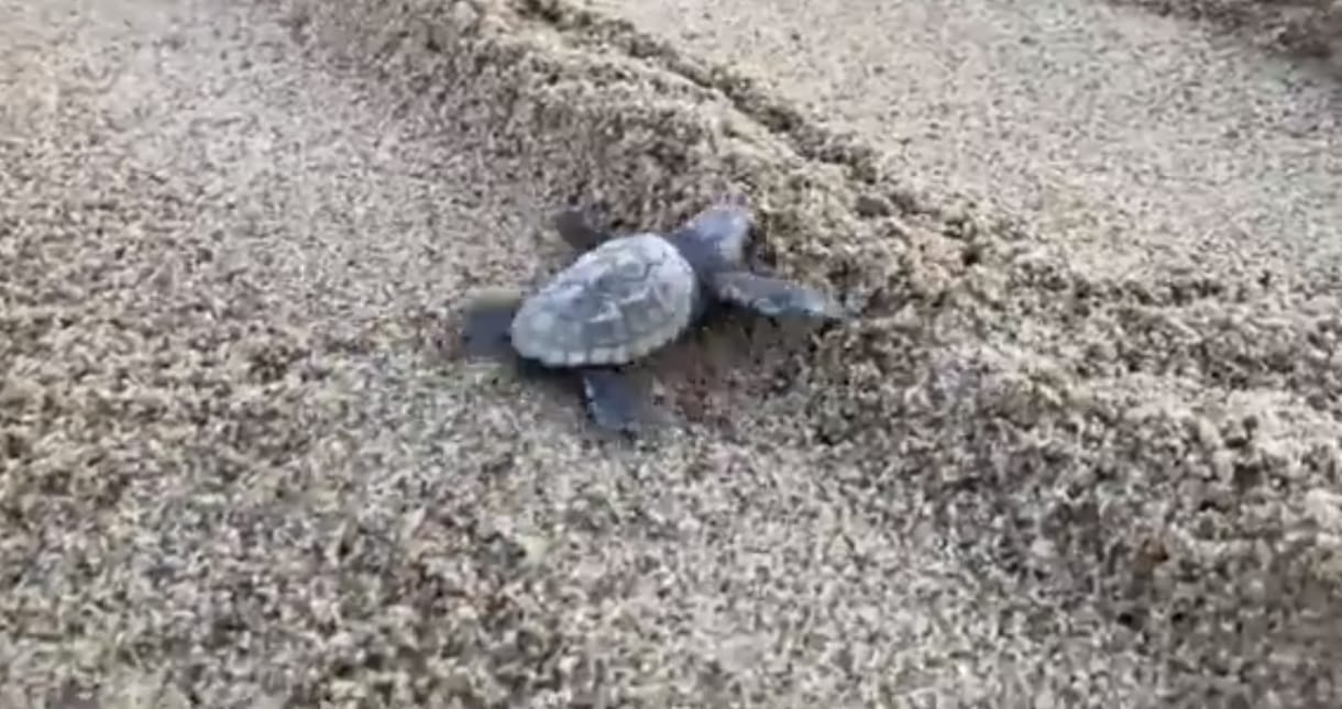 Elkezdtek kikelni a teknőcbébik az olasz strandokon – videó