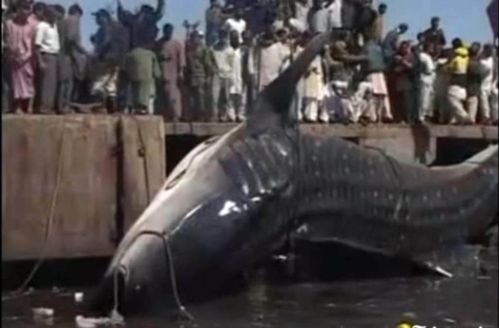 Gigantikus bálnacápát vettek videóra Pakisztánban
