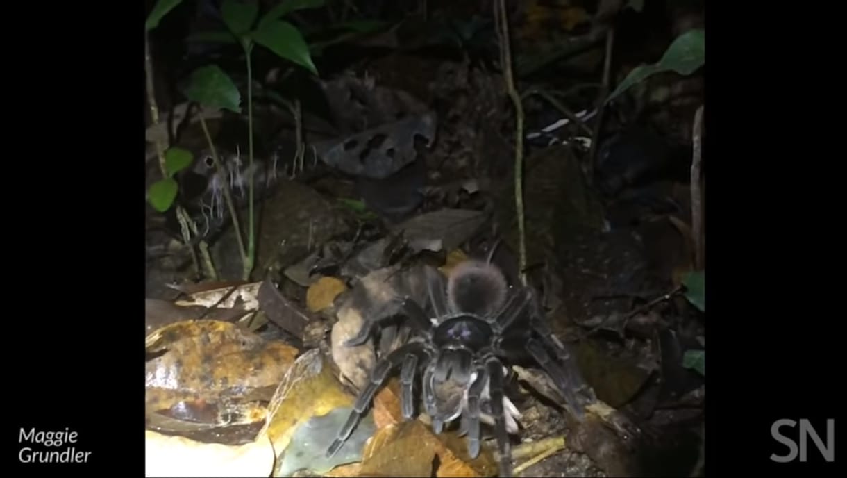 Oposszumot elejtő tarantulát videóztak a perui esőerdőben