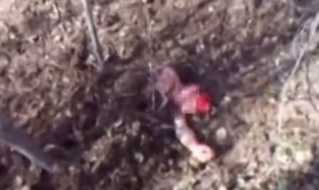 Megtámadta és élve eltemette a medve, de túlélte – videó