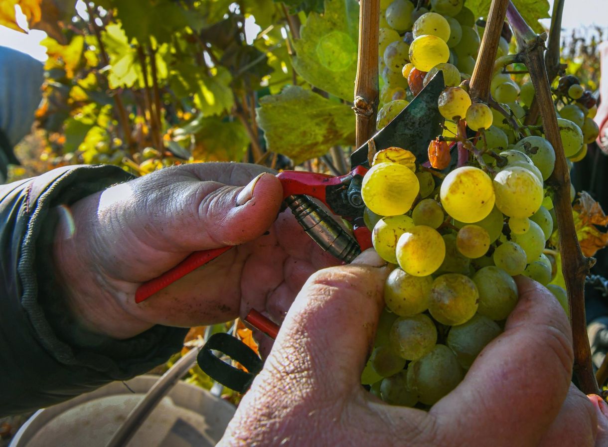 Veszélyben a magyar fehérbor, lehet, hogy a termelőknek át kell állniuk a vörösre