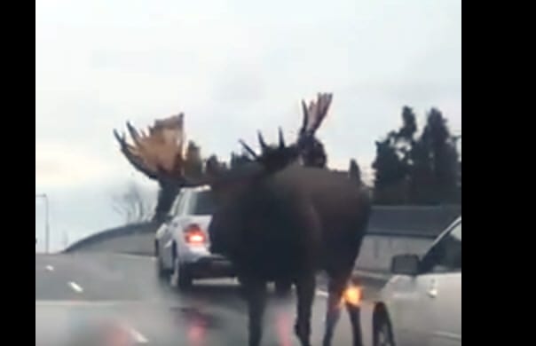 Miért éppen Alaszka? Hol máshol csámborog egy ekkora jávorszarvas az autók közt