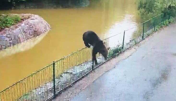 Videón a marosvásárhelyi állatkertbe beszökő medve, aki szétmarcangolt egy őzet