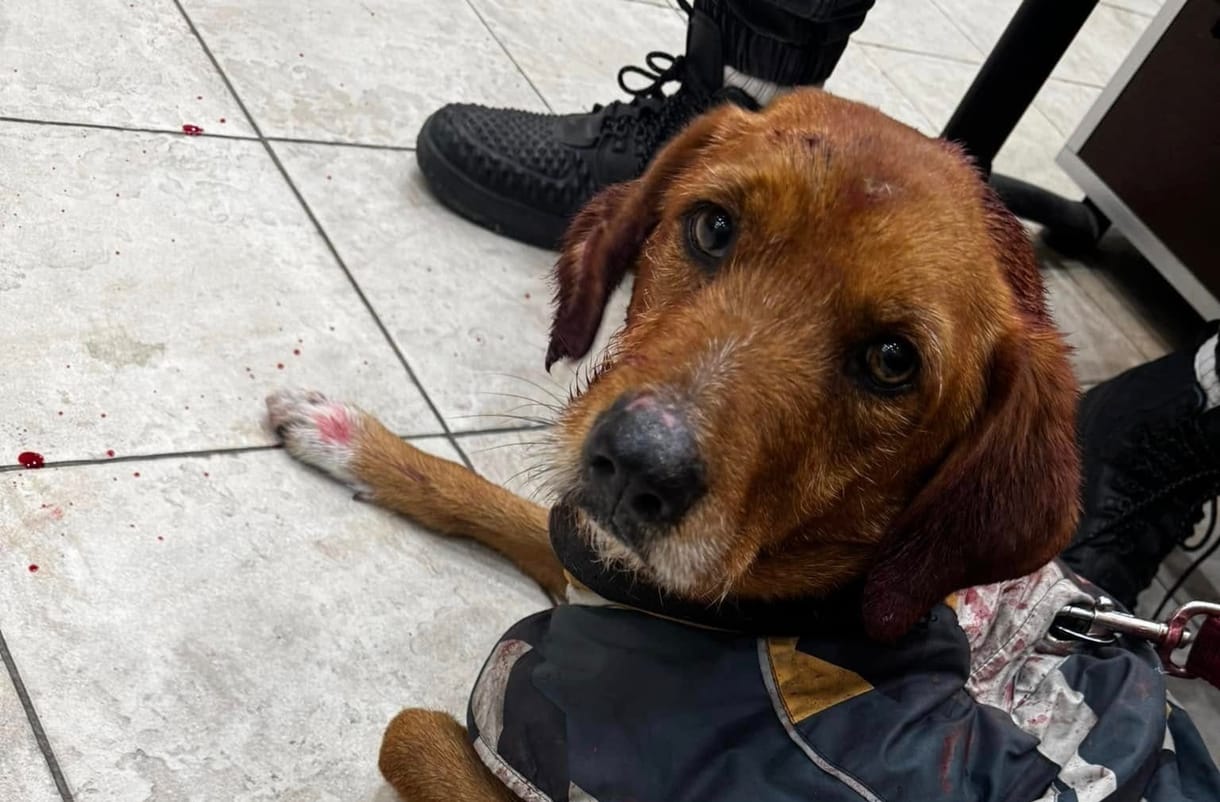 Ittas gazdája bántalmazott brutálisan egy kutyát a Pasaréti úton