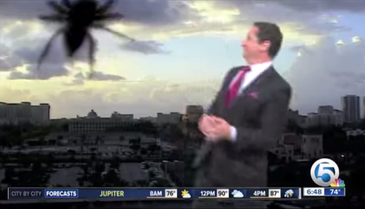 Lenyelt légytől a csupasz mellekig - A hónap legviccesebb tévés bakijai 6 percben
