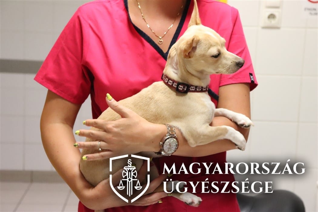 Súlyosabb büntetést kaphat a kutyáját kegyetlenül bántalmazó férfi