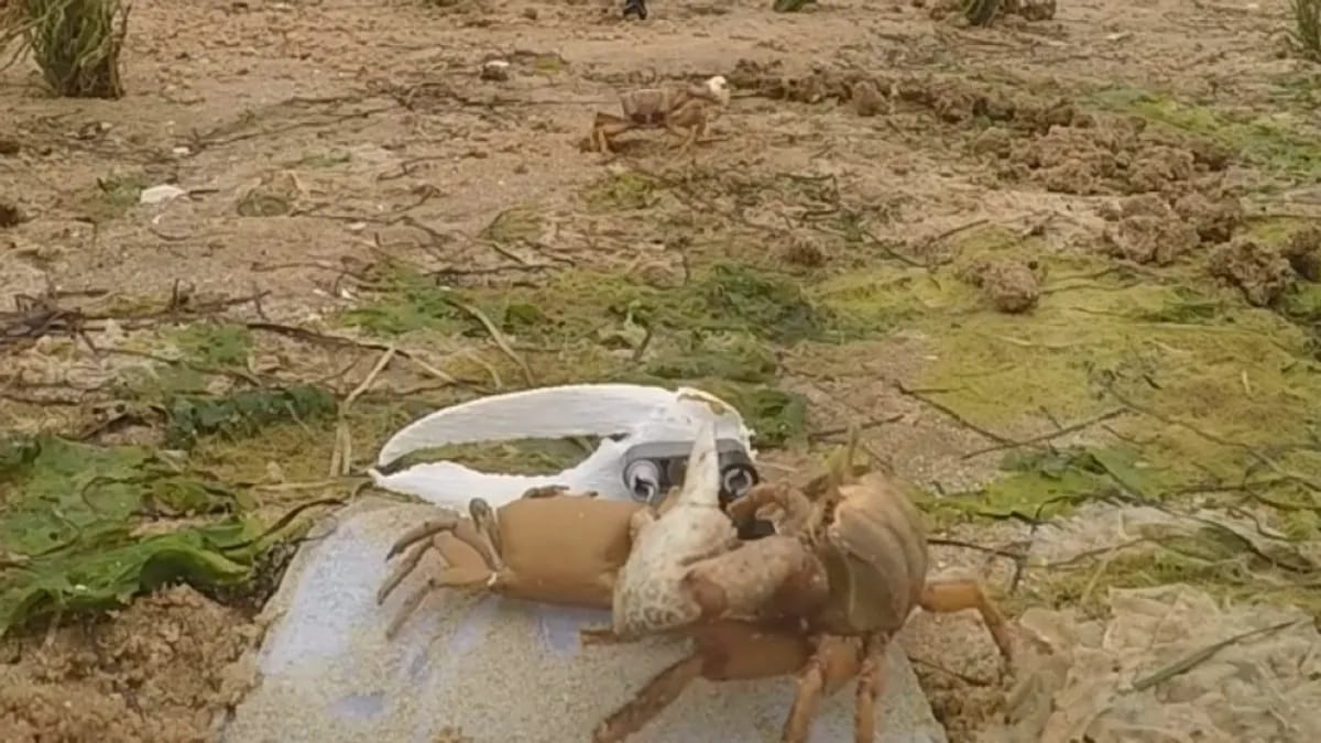 Meg akarták tudni, hogy viselkednek a rákok, erre az egyik hím letépte a robotrák ollóját – videó