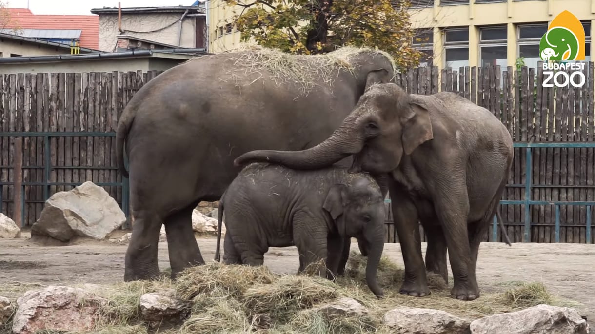 Cuki videóval hangol anyák napjára a fővárosi állatkert