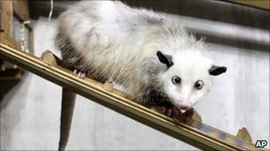 Bandzsa Heidi mindenkit elcsábít