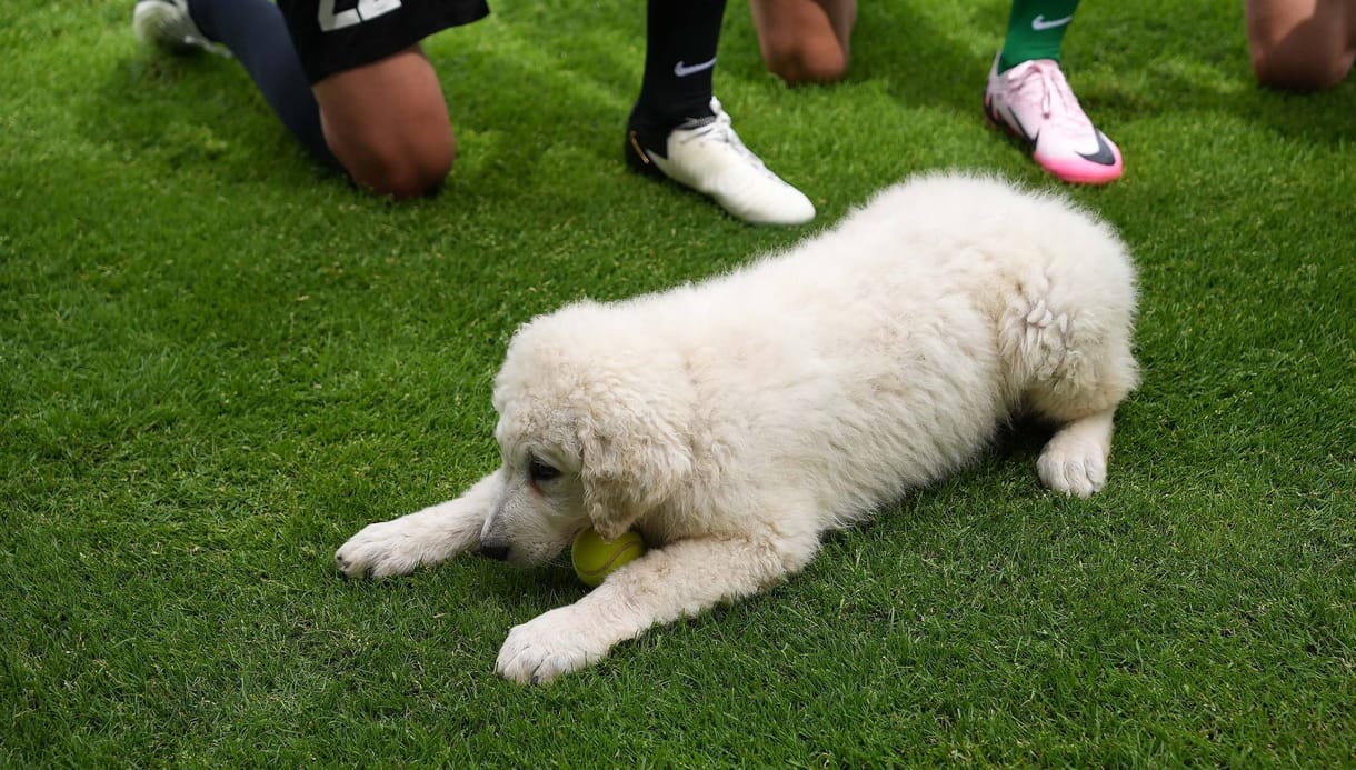 Egy három hónapos kuvasz lett a Paksi FC kabalaállata