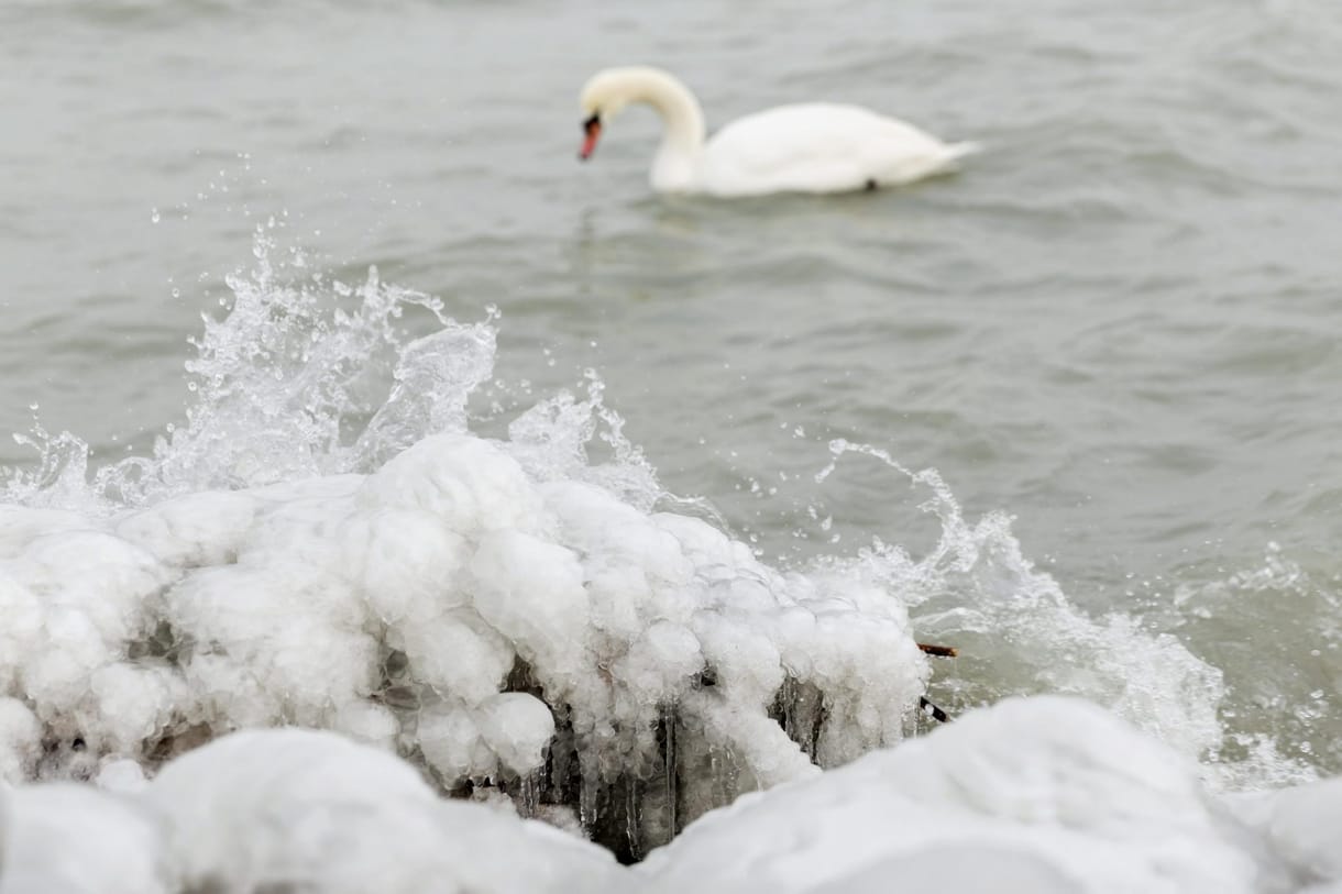 300 vakmerő ember mártózhat meg a jeges Balatonban