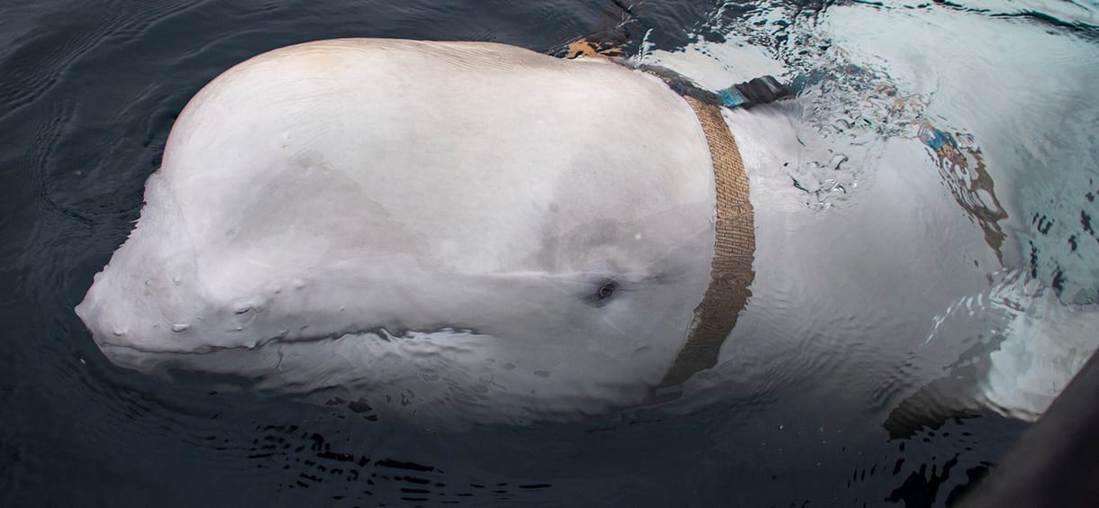Félő, hogy nem tudja magát ellátni a norvég partoknál talált szelíd delfin